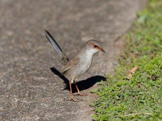Superb Fairywren (Malurus cyaneus) standing on grass adjacent to a concrete or cement path