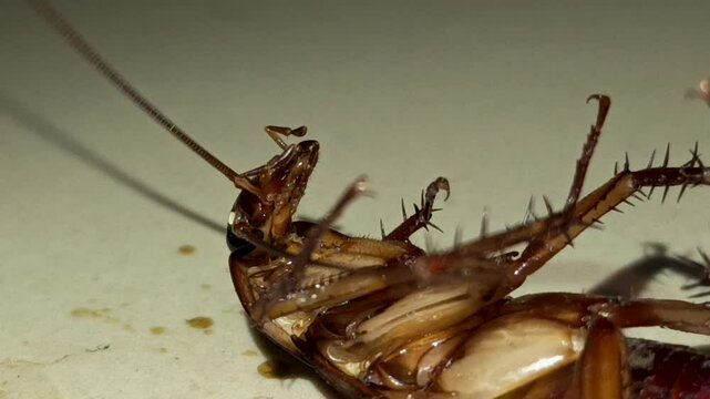 Cockroaches or Blattella germanica are animals that have a very strong self-defense system.