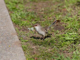 Superb Fairywren (Malurus cyaneus) standing on grass adjacent to a concrete or cement path