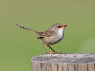 Superb Fairywren (Malurus cyaneus) standing on a timber fencepost.