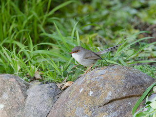 Superb Fairywren (Malurus cyaneus) perched on a rock  with green foliage in background