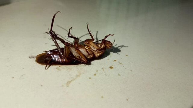 Cockroaches or Blattella germanica are animals that have a very strong self-defense system.