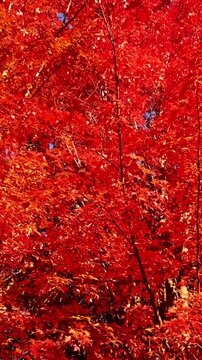Passing under maple trees with colorful autumn leaves blowing in a gentle breeze. Vertical video.