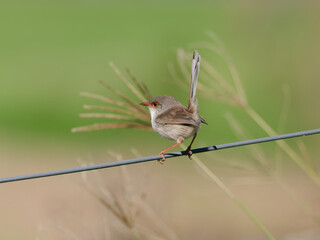  Superb Fairywren (Malurus cyaneus) perched on a fence wire with bokeh background.