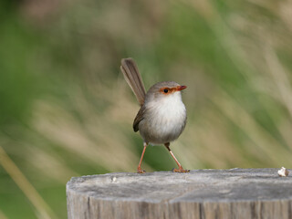 Superb Fairywren (Malurus cyaneus) standing on a timber fencepost.
