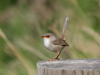 Superb Fairywren (Malurus cyaneus) standing on a timber fencepost.
