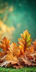 Dry fallen autumn oak leaves on a green background
