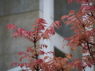 ピンクの葉っぱ　チャンチンの新芽