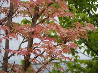 ピンクの葉っぱ　チャンチンの新芽