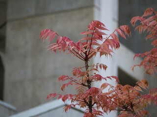 ピンクの葉っぱ　チャンチンの新芽