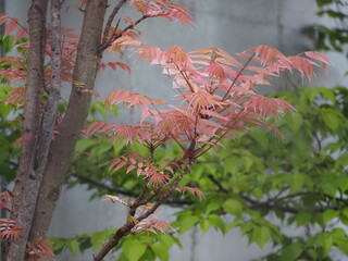 ピンクの葉っぱ　チャンチンの新芽