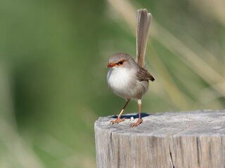 Superb Fairywren (Malurus cyaneus) standing on a timber fencepost.
