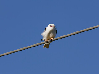 Black-shouldered Kite (Elanus axillaris) perched on a power line with clear blue-sky background