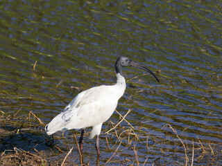 Australian White Ibis (Threskiornis molucca)  standing in flood waters
