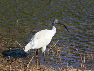 Australian White Ibis (Threskiornis molucca)  standing in flood waters