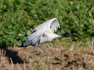 Australian White Ibis (Threskiornis molucca) flying over a wetland marsh