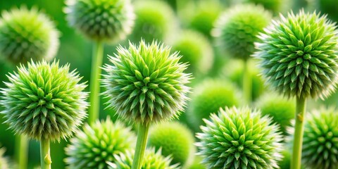 Obraz premium green spiky flowers or seed heads from above