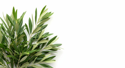 Olive branch, Olive leaves, Olive tree, Olive Branch on White Background