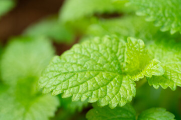 レモンバームの葉のクローズアップ
