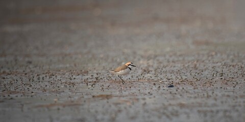 a bird foraging on the mudflats