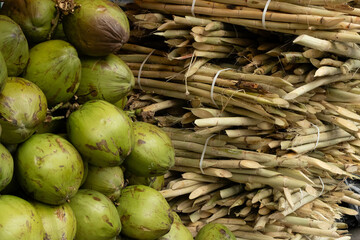 Fardos de cana de açúcar para fazer caldo de cana e coco verde para servir água de coco. 