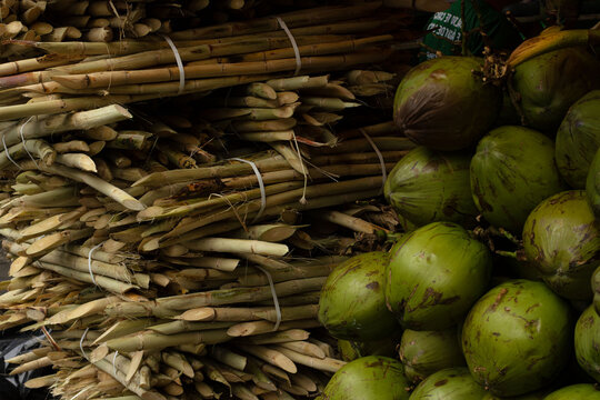 Fardos de cana de a&ccedil;&uacute;car para fazer caldo de cana e coco verde para servir &aacute;gua de coco. 