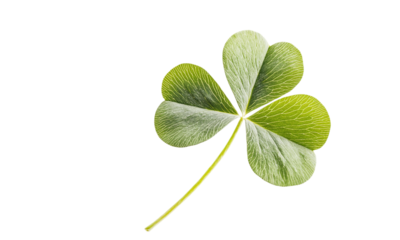 Four leaf clover isolated on transparent background.