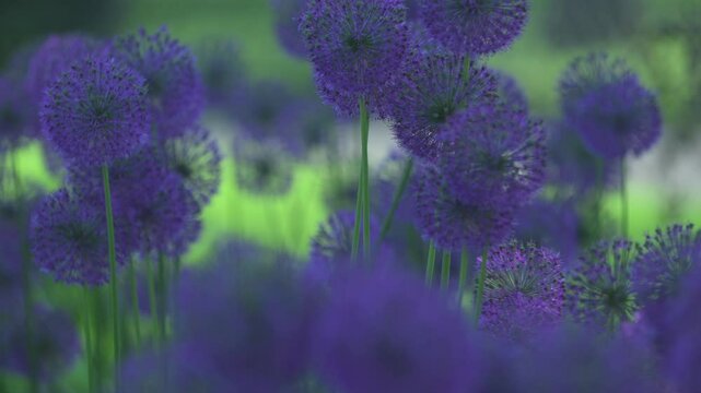 dutch onion