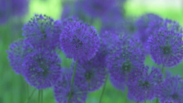 Dutch onion
