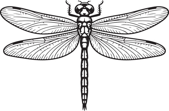 recommend clip art: Dragonfly in Flight Silhouette
                    
                    Detailed Dragonfly Wings Vector Design
                    
                    Dragonfly Resting on Leaf Silhouette
                    
                    Elegant Dragonfly Outline Vector Art
                    
                    Dragonfly Close-Up Silhouette Illustration