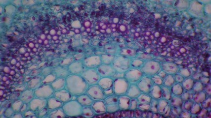 Microscopic View of Plant Stem Cross Section, Cellular Structure, Tissue Detail