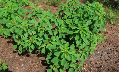 The collection of Acalypha indica plants in the garden grows massive. Acalypha indica is an herbaceous annual that has catkin
