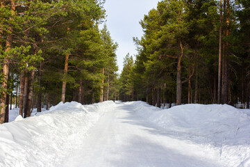  A quiet snow-covered forest road stretches between tall pine trees under a soft winter light. The...