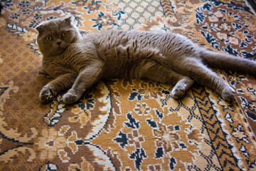  A British Shorthair cat with gray fur lying on an ornate patterned carpet, looking at the camera....