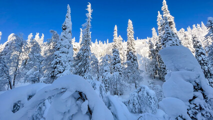  Beautiful winter forest with tall snow-covered pine trees under a vibrant blue sky. Scenic frosty...