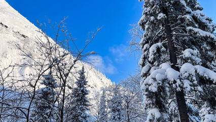  Beautiful winter forest with tall snow-covered trees and clear blue sky. Scenic mountain view, peaceful wilderness perfect for nature backgrounds, travel, adventure, hiking, and outdoor concepts.
