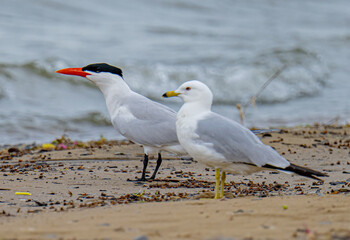 Caspian tern and ring billed seagull on the beach