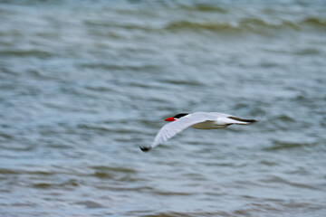 Caspian tern in flight