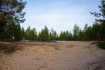  Sandy forest clearing with sparse pines under a blue sky. Natural landscape ideal for concepts of...