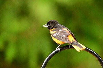A colorful male Baltimore Oriole sits perched on a sheppards hook for hanging flowers
