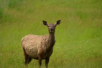 A female Elk grazing on a green pasture