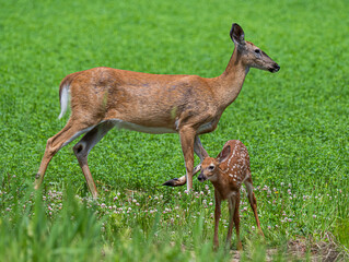 Mother deer and fawn