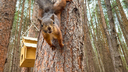 Curious red squirrel clings to pine tree near wooden feeder in autumn forest. Wildlife in natural habitat, forest animal behavior captured in detail. Adorable woodland moment in nature.