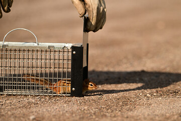 A chipmunk looking out of trap after it was caught by live-trapping and is being released and relocated