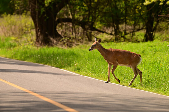 Road hazards deer crossing road