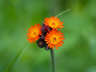 Fox and cubs flowers 