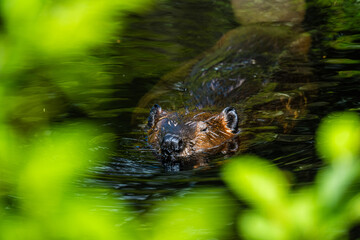 Beaver in the pond