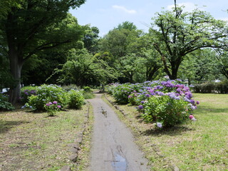 遊歩道の脇に植えられているアジサイ