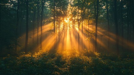 Obraz premium Golden sunlight streams through misty forest. Sunlight beams pierce dense foliage, illuminating a misty woodland. Warm golden light illuminates the trees