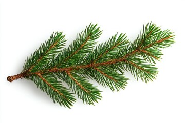 fresh green pine tree branch with needle-like leaves on white background